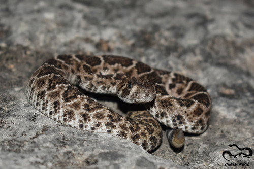 Western Diamondback Rattlesnake (A Guide to Snakes of Southeast Texas ...