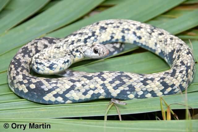 Buttermilk Racer A Guide To Snakes Of Southeast Texas Inaturalist