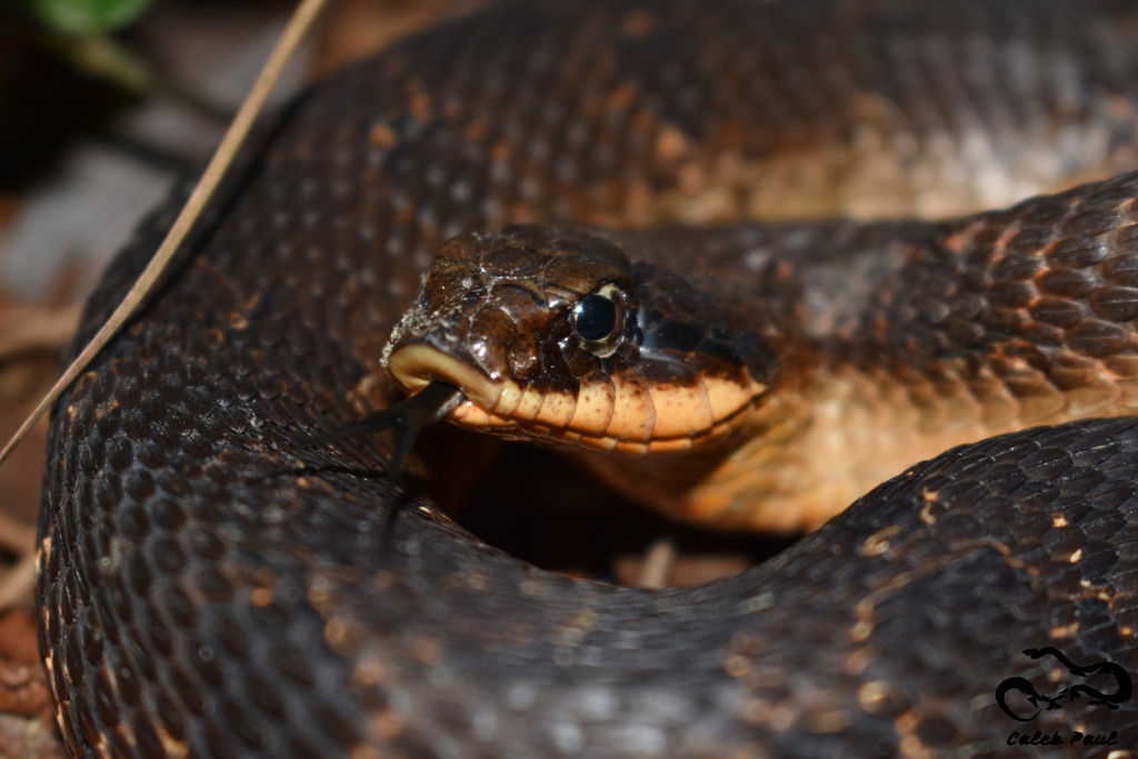 Maryland Biodiversity Project - Eastern Hog-nosed Snake (Heterodon