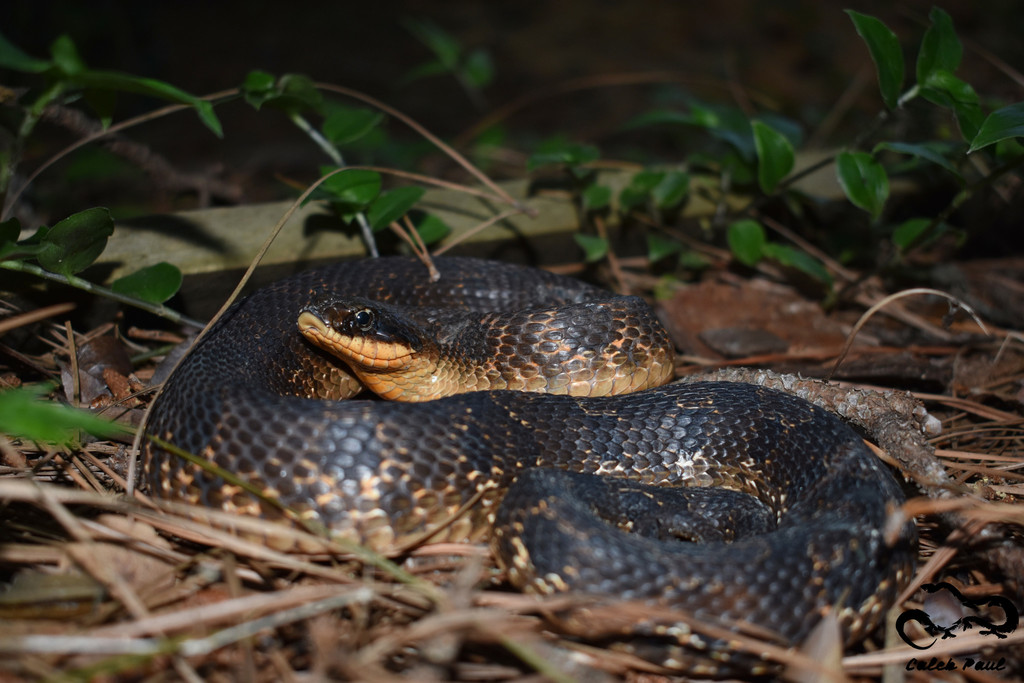 Eastern hognose snake - Wikipedia