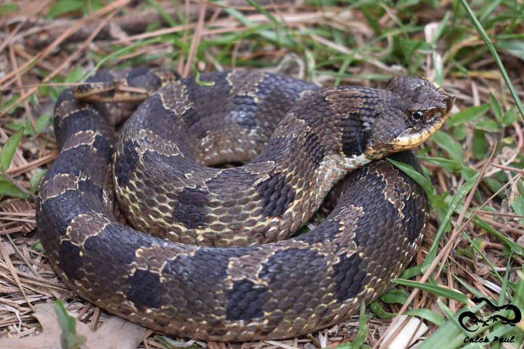 Eastern Hognose or spread adder known as the drama queen of the snake  world. When threatened will play dead, hiss, and/or flatten head like a  cobra Stock Photo