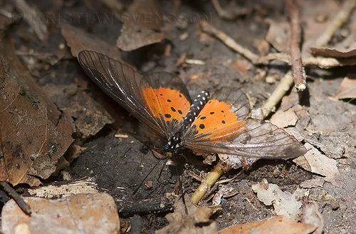 Common Glassy Acraea