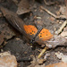 Common Glassy Acraea - Photo (c) Kristian, all rights reserved, uploaded by Kristian