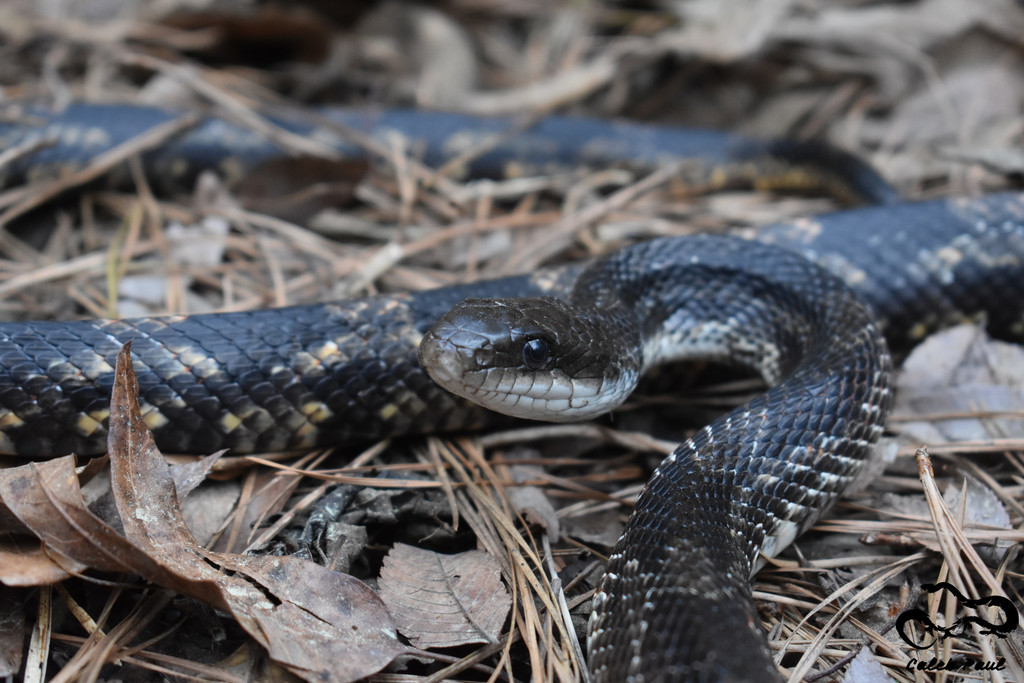 Western Rat Snake A Guide To Snakes Of Southeast Texas Inaturalist,Safflower Seeds For Birds