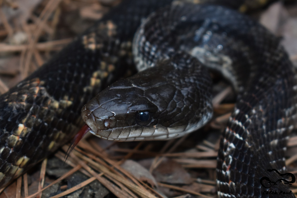 Black rat snake oklahoma