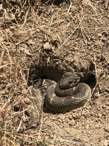 iNaturalist observation photo of Northern Pacific Rattlesnake