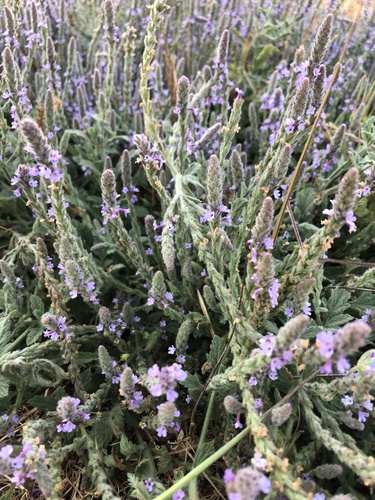 iNaturalist observation photo of western vervain