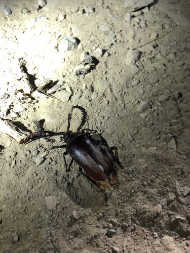 iNaturalist observation photo of California Root Borer