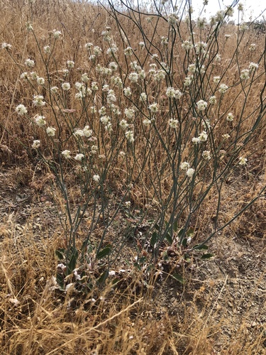 iNaturalist observation photo of Naked Buckwheat