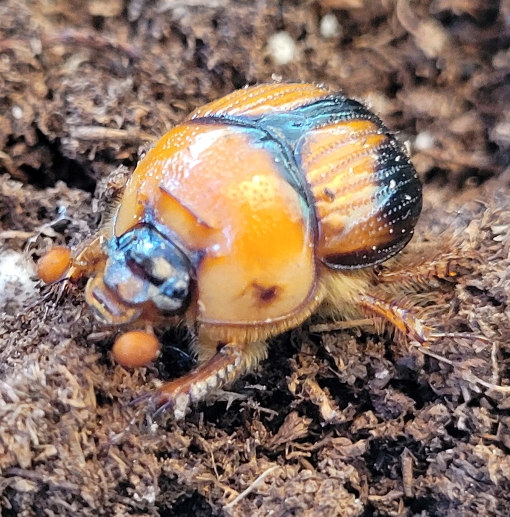 Bolbocerosoma – Wikipedia