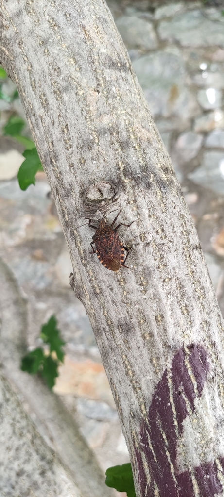Almond Stink Bug from Mitilini 811 00, Greece on June 19, 2021 at 01:15 ...