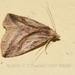 Rivula striatura - Photo (c) Roger C. Kendrick, all rights reserved, uploaded by Roger C. Kendrick