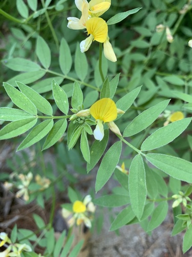 iNaturalist observation photo of streambank bird's-foot trefoil