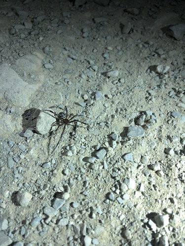 iNaturalist observation photo of Western Black Widow