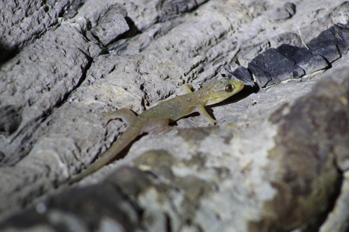 Narrowhead Dtella