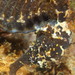 Observation photo