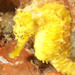 Observation photo
