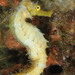 Observation photo