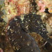 Observation photo