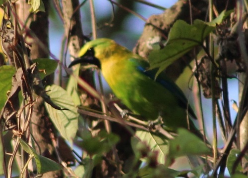 Blue-winged Leafbird