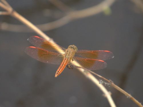 Ditch Jewel