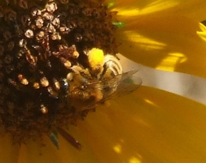 photo of Longhorn Bees (Eucerini)