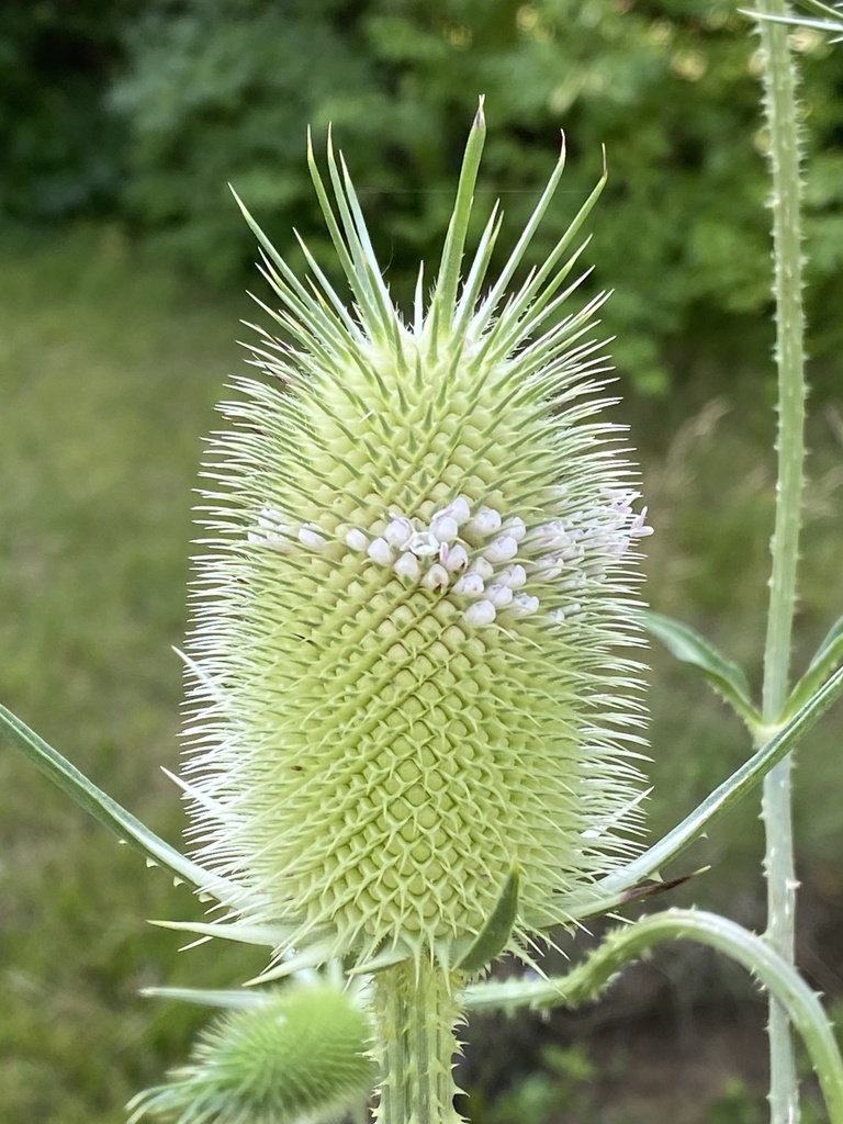 cutleaf teasel from Hutchinson Ave, Columbus, OH, US on July 04, 2021 ...