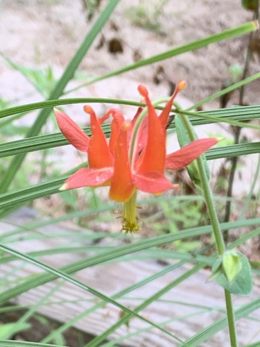 iNaturalist observation photo of western columbine