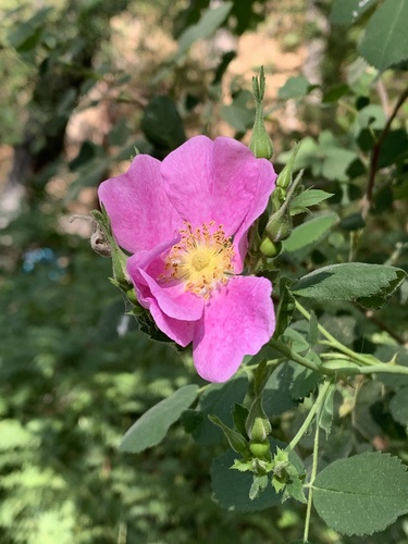 iNaturalist observation photo of California Wild Rose