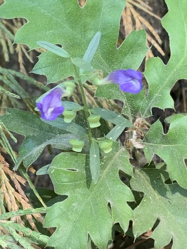 iNaturalist observation photo of Grayleaf Skullcap
