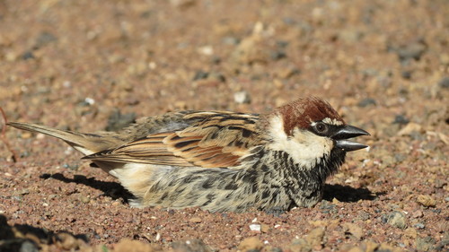 Spanish Sparrow