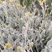 Inula verbascifolia parnassica - Photo (c) Konstantinos Barsakis, all rights reserved, uploaded by Konstantinos Barsakis