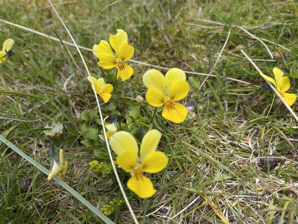 Seaside pansy (Subspecies Viola tricolor curtisii) · iNaturalist Seaside pansy (Subspecies Viola tricolor curtisii) · iNaturalist
