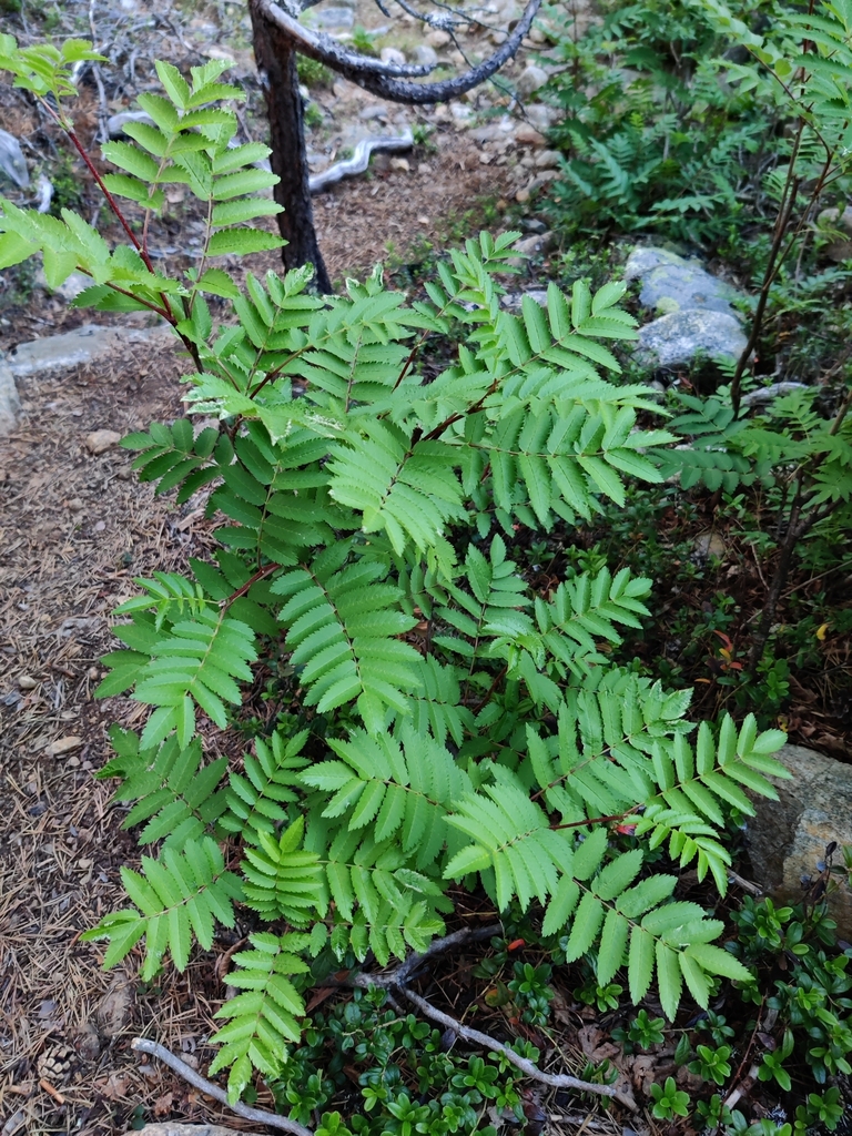 European Mountain Ash From Ravadask Ng S On July 03 2021 At 11 44 PM   Large 