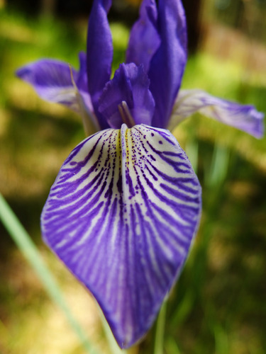 western blue flag