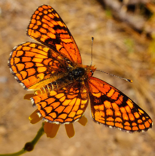 iNaturalist observation photo of Northern Checkerspot