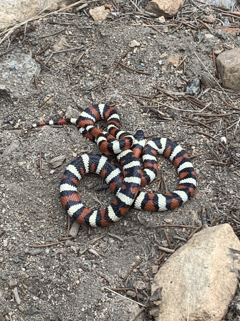 California Mountain Kingsnake In July 2021 By Scott C Smith INaturalist   Large 