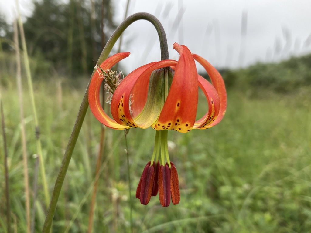 Lilium occidentale