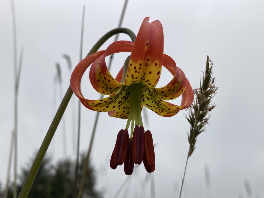 Lilium occidentale