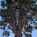 photo of California Incense-cedar (Calocedrus decurrens)