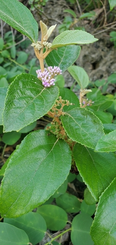 Callicarpa candicans var. paucinervia