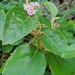 Callicarpa candicans paucinervia - Photo (c) Justin Hale, all rights reserved, uploaded by Justin Hale