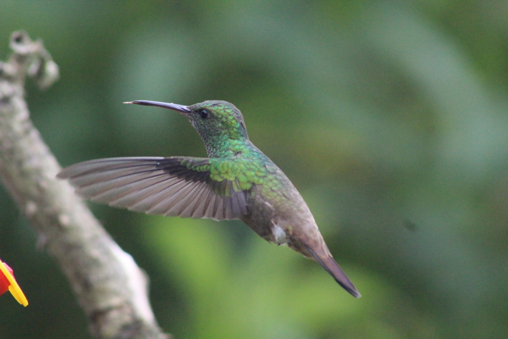Green-bellied Hummingbird photo