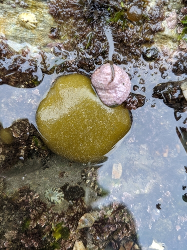 photo of Puff-ball Algae (Colpomenia)