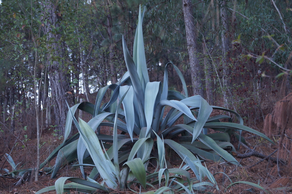 foxtail agave Agave attenuata Fox Tail Agave - 5 Gallon