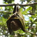 Pallas's Tube-nosed Fruit Bat - Photo (c) m choi azis, all rights reserved, uploaded by m choi azis