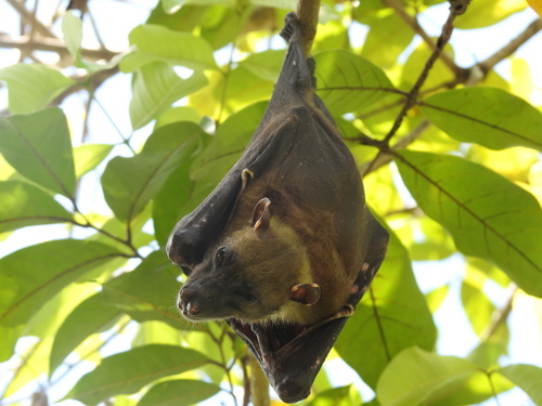 Sulawesi Naked-backed Fruit Bat (dobsonia Exoleta) · Inaturalist