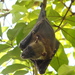 Sulawesi Naked-backed Fruit Bat - Photo (c) m choi azis, all rights reserved, uploaded by m choi azis