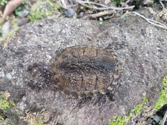 Chelydra acutirostris image