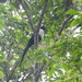 White-necked Myna (Southern) - Photo (c) m choi azis, all rights reserved, uploaded by m choi azis